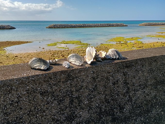 地元のちびっこが並べたんやと思うけどシャコ貝の殻と巻貝の蓋😂🐚😹可愛いね

観光地は観光地で整備されててええんやけどこういうの見れないから生活圏散策させてもらう方がおもろい🤤😹 