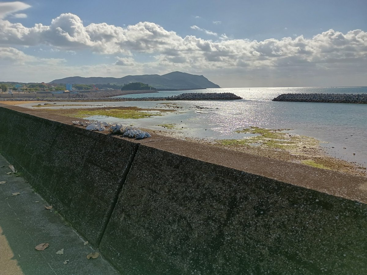 地元のちびっこが並べたんやと思うけどシャコ貝の殻と巻貝の蓋😂🐚😹可愛いね

観光地は観光地で整備されててええんやけどこういうの見れないから生活圏散策させてもらう方がおもろい🤤😹 