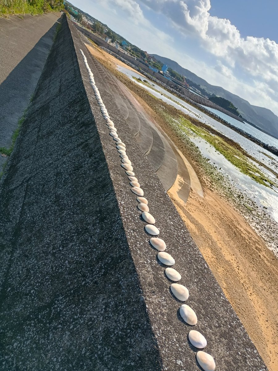 地元のちびっこが並べたんやと思うけどシャコ貝の殻と巻貝の蓋😂🐚😹可愛いね

観光地は観光地で整備されててええんやけどこういうの見れないから生活圏散策させてもらう方がおもろい🤤😹 