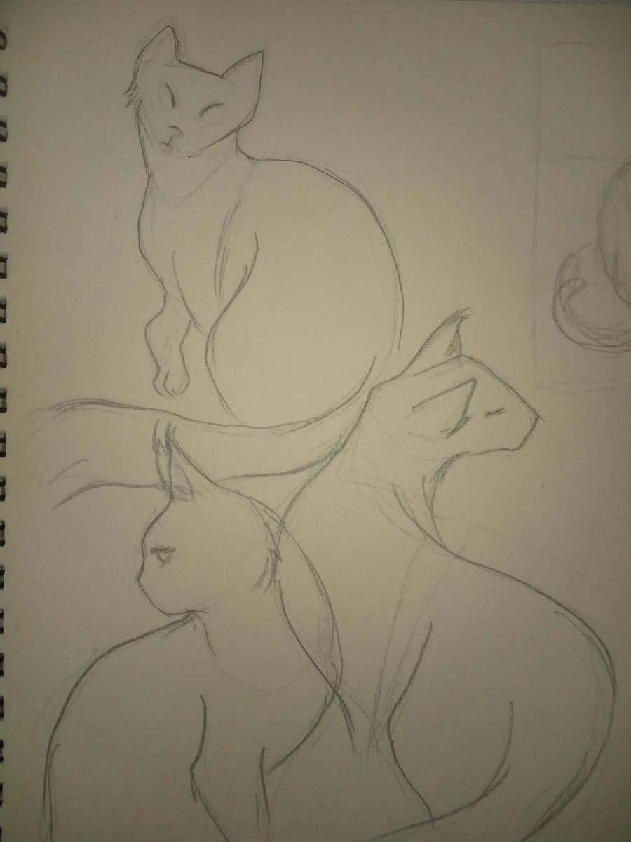 Cat sketch