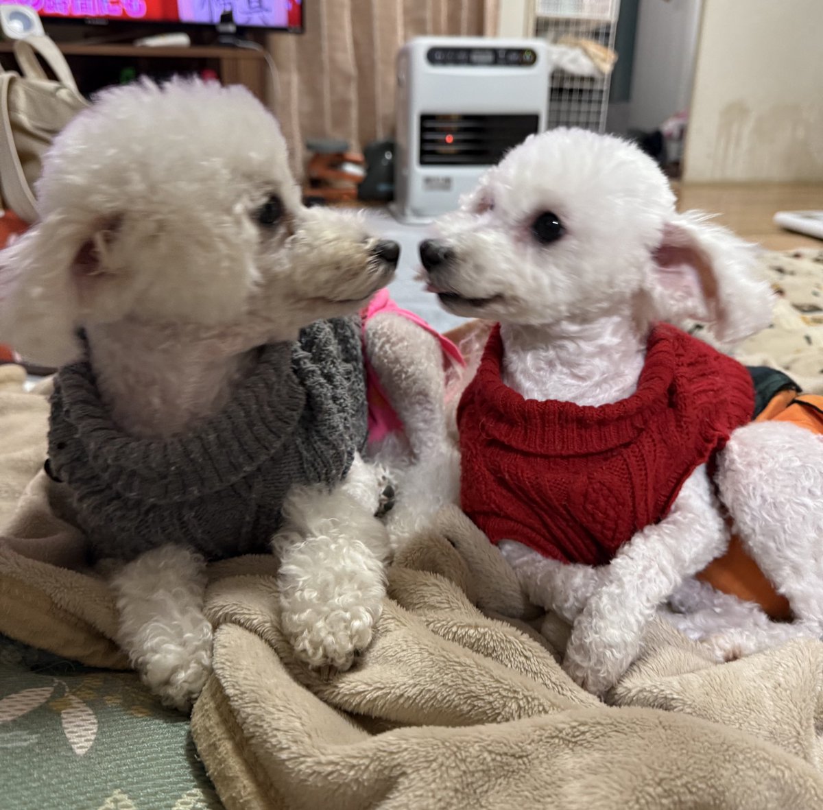 asm_makosa's tweet photo. 仲がいいんだか悪いんだか😂

しょっちゅう喧嘩してるけど😂

喧嘩するほど仲がいいって？🐶🐶

親子なんだけどね🐶🐶

 #トイプードル
#犬のいる生活 
 #犬のいる暮らし https://t.co/iDiU47Ufcg