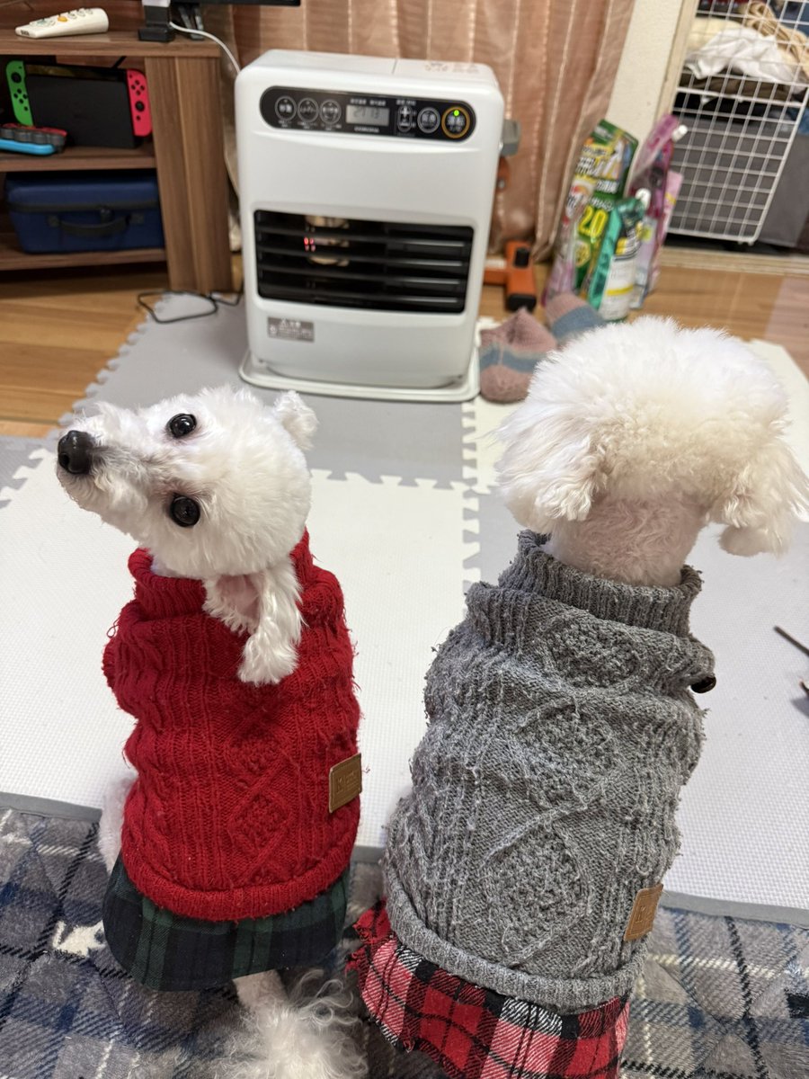 asm_makosa's tweet photo. 仲がいいんだか悪いんだか😂

しょっちゅう喧嘩してるけど😂

喧嘩するほど仲がいいって？🐶🐶

親子なんだけどね🐶🐶

 #トイプードル
#犬のいる生活 
 #犬のいる暮らし https://t.co/iDiU47Ufcg