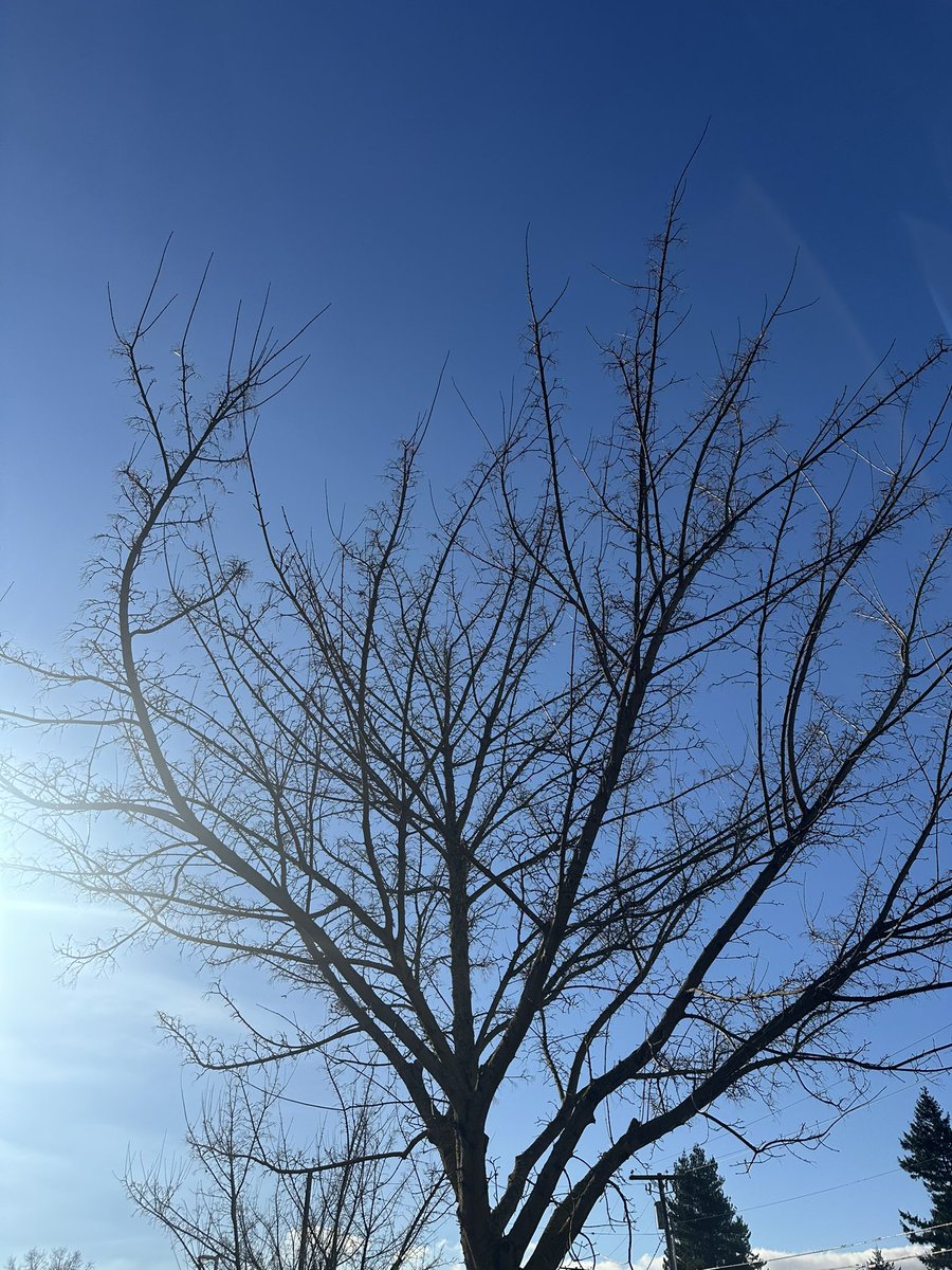 _sparkling_ray's tweet photo. Me too Got chance during lunch break to soak the sunshine, get refreshed with bird watching &amp; of course loved the bird chirping…😄🫶✨😇 https://t.co/980pU3A6uj