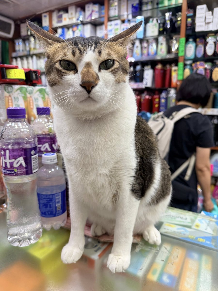 Marina Boschi | Founder Aha Spanish® tweet media