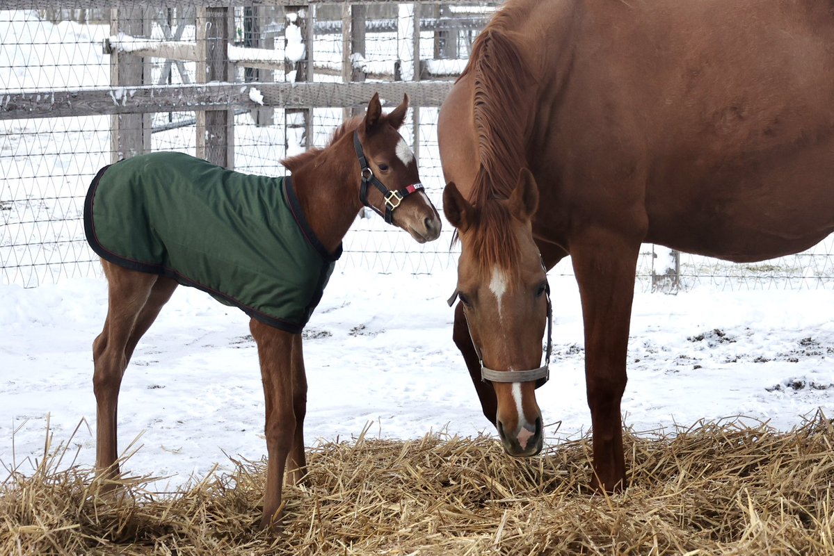 ヴォーセルが新種牡馬ドウデュースのノーザンファーム初産駒を出産しました！
お母さんにぴったりとより添いながら、初めて見る外の世界を興味深そうに見回していました。

父：ドウデュース
母：ヴォーセル
1月14日生まれ　メス

#ノーザンファームからのお便り