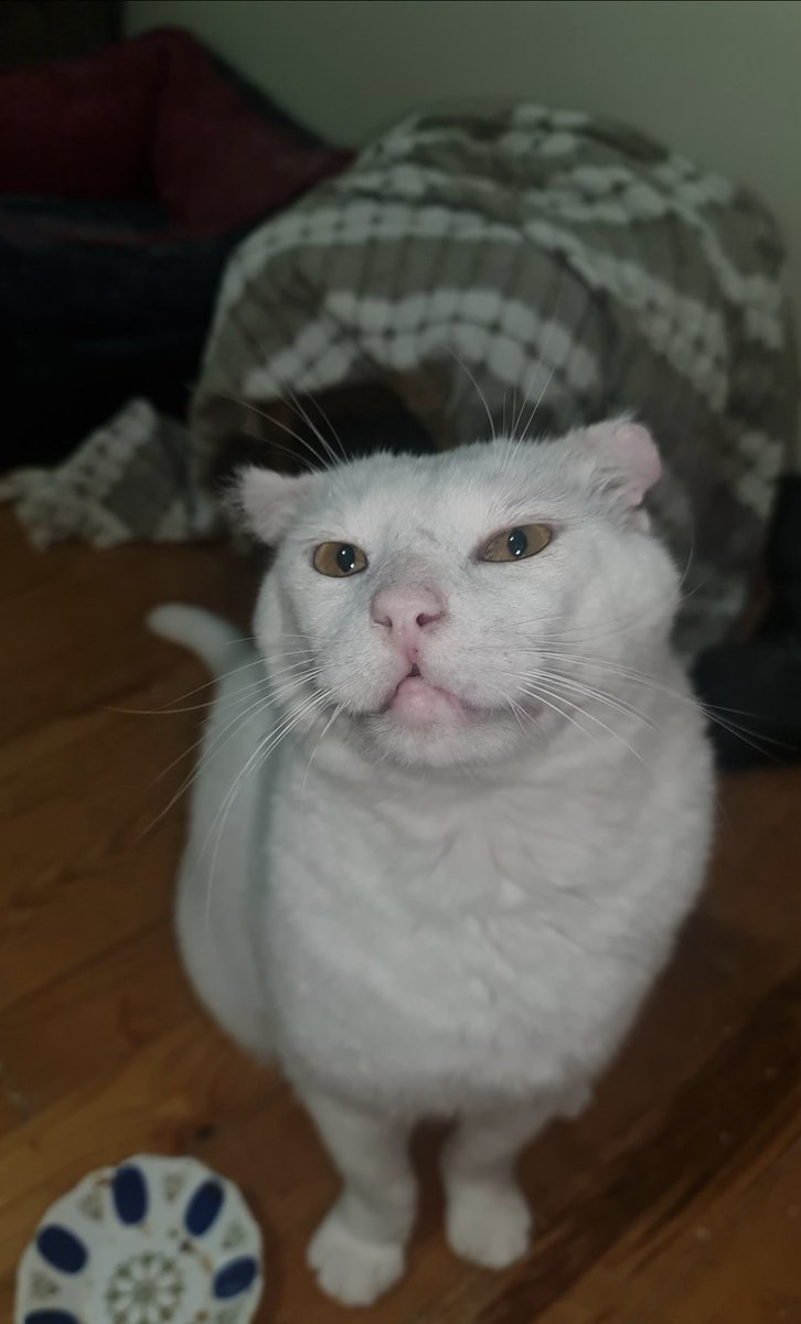 BIG BOY SAMSON IS HOME!!!!

Samson is doing well. He is walking oķ other than his shoulder issue, he seems good. I was given an ear ointment to use daily for the next 7 days. 
He is happy to be home. Thank you so much to those who helped with donations, likes, retweets, and kind