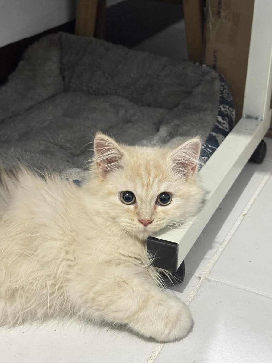 wafflesruffles's tweet image. my handsome babiee