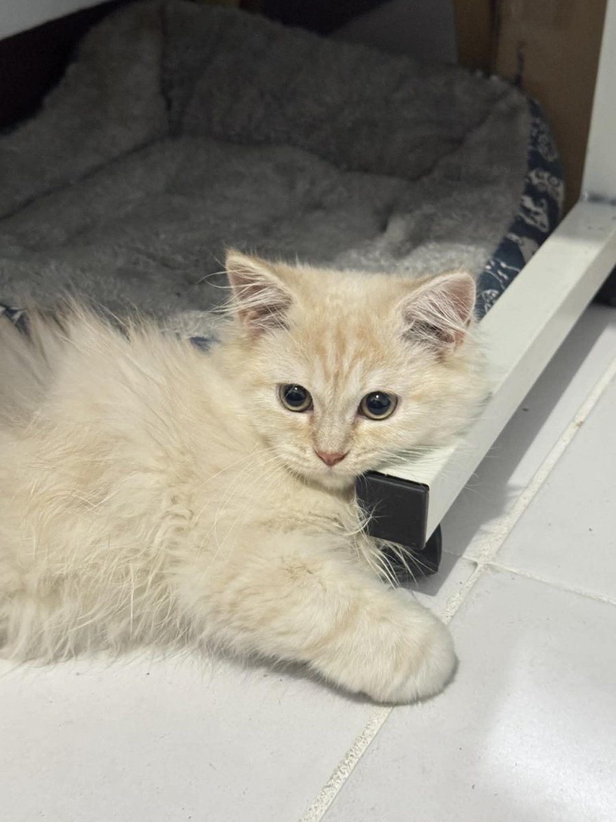 wafflesruffles's tweet image. my handsome babiee