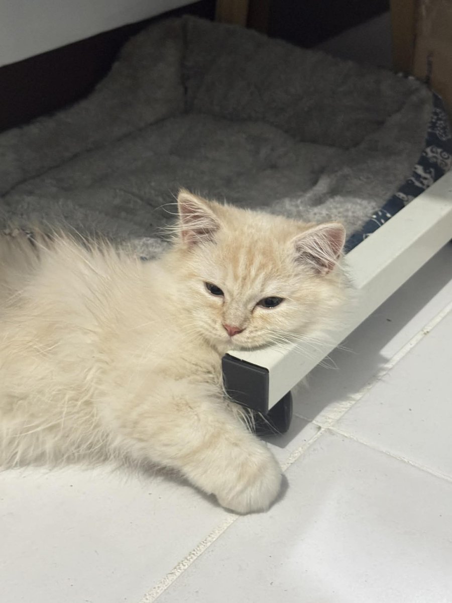 wafflesruffles's tweet image. my handsome babiee