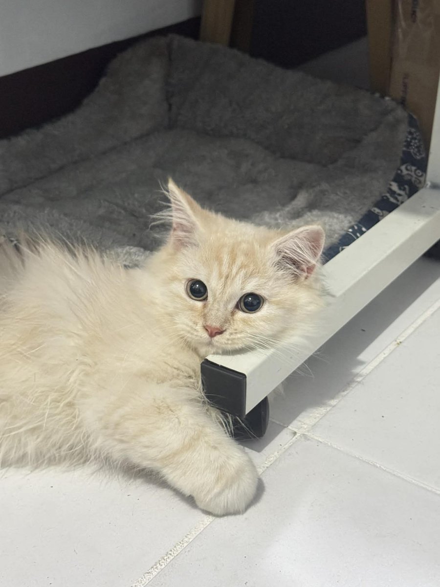 wafflesruffles's tweet image. my handsome babiee