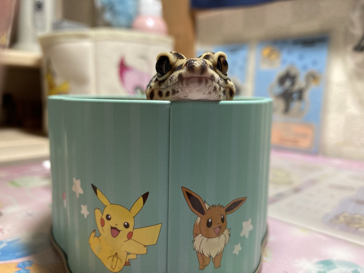 くにかず (@yamonagaiki) on Twitter photo 