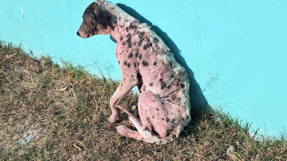 HELA_MORE's tweet image. ¿Alguien de Puebla que pueda ayudar a este inocente? O ¿Alguien que nos lo pueda trasladar para CDMX? 🥺