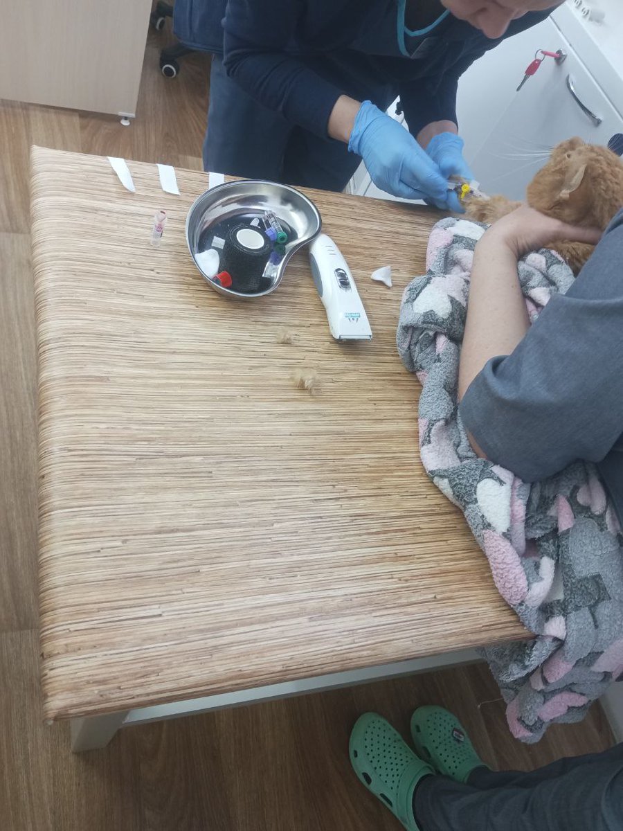 KoshacheZarstvo's tweet image. Стёпушка на стационаре((( вчера задышал тяжело животом, сразу уехали в клинику, оказалась жидкость в легких. Подозрение на фип, сразу начали колоть Коронакэт. Опять полетели деньги((
Стёпе нужна ваша помощь 89513896703 Сбер, фото расходов вчерашних выложу отдельно