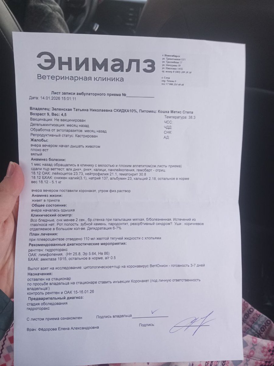 KoshacheZarstvo's tweet image. Стёпушка на стационаре((( вчера задышал тяжело животом, сразу уехали в клинику, оказалась жидкость в легких. Подозрение на фип, сразу начали колоть Коронакэт. Опять полетели деньги((
Стёпе нужна ваша помощь 89513896703 Сбер, фото расходов вчерашних выложу отдельно