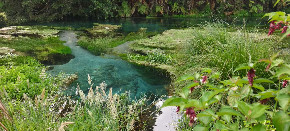 ChinaEmbInNZ's tweet image. Photo taken by Ms. Fan Jin of the Chinese Embassy. New Zealand’s vividly hued Blue Spring reminds her of Jiuzhaigou Valley back home. “Lucid waters and lush mountains are invaluable assets” — protecting nature’s gifts is a shared mission and goal for us all. #BlueSpring…