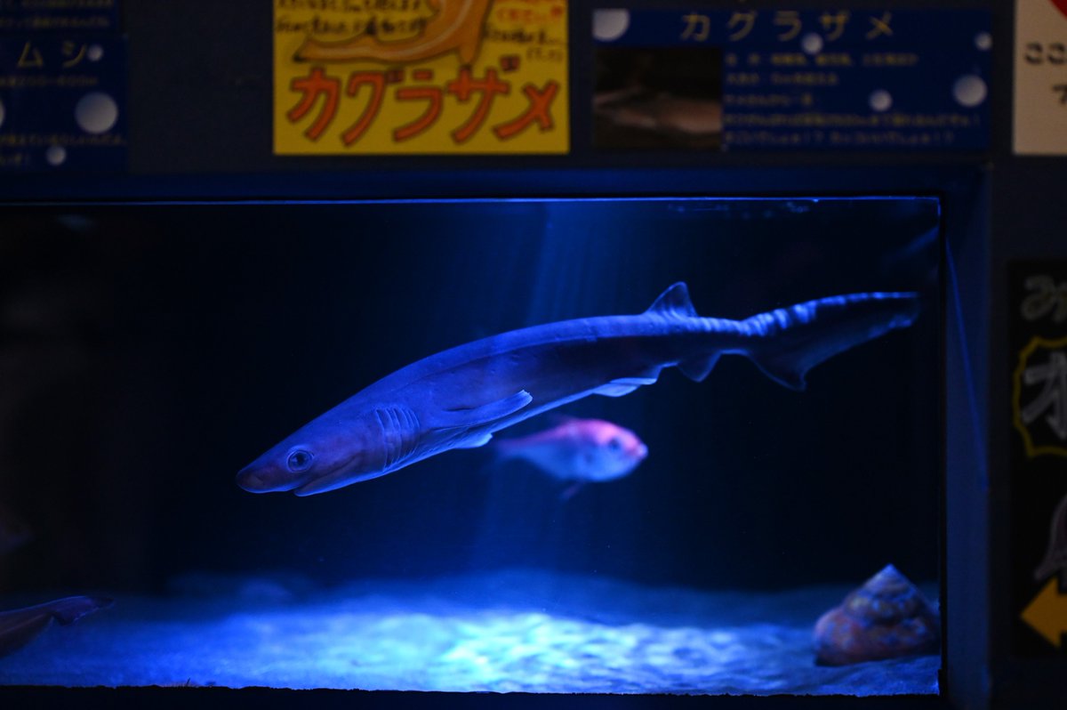 カグラザメは激レア 2022年10月の2匹いた時の写真