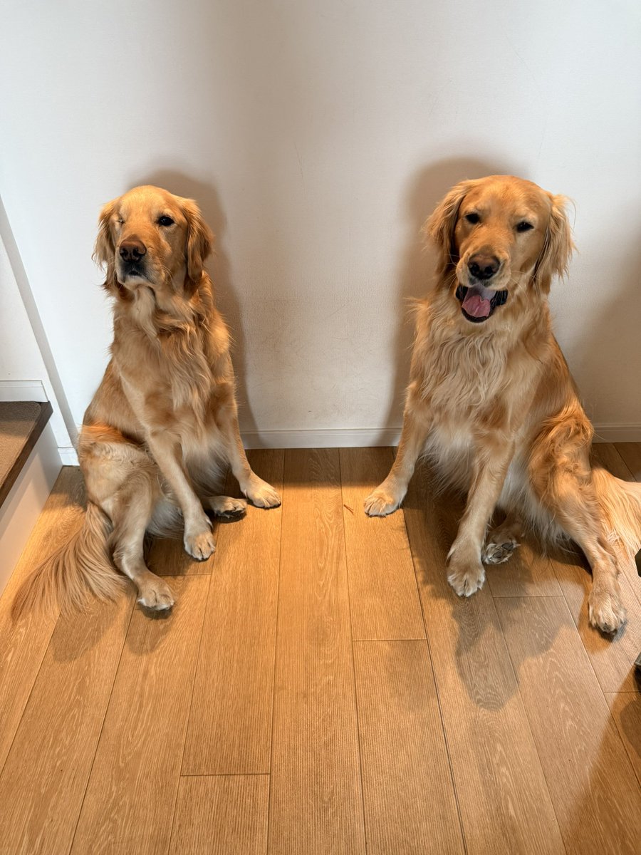 むぎとエール (@mugimeshi05) / Posts / X