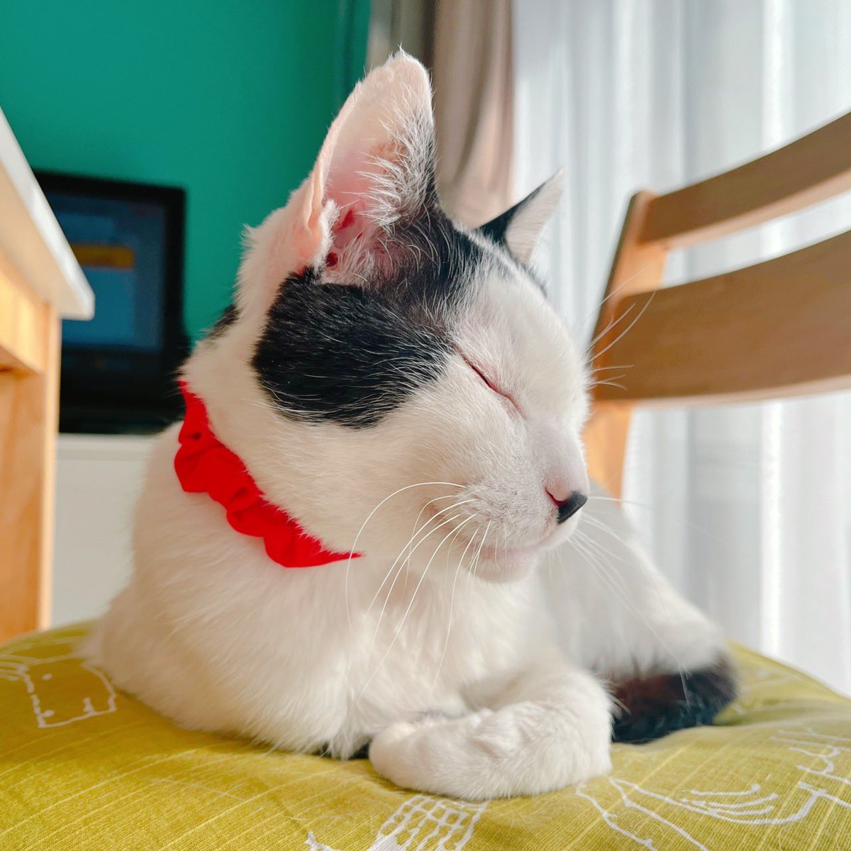 寝顔が渋いのでついつい撮っては嫌な顔されてます。