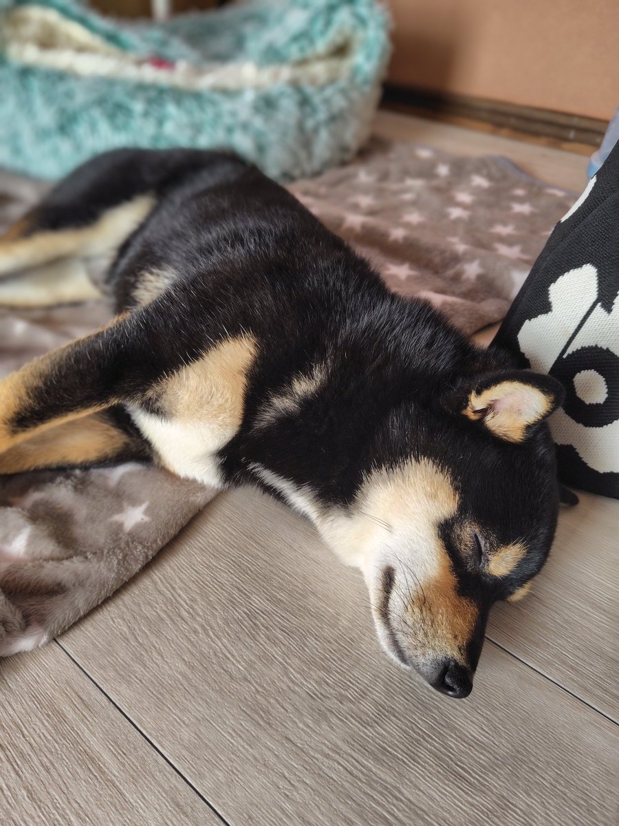 黒豆柴cota (@0220cota) / Posts / X