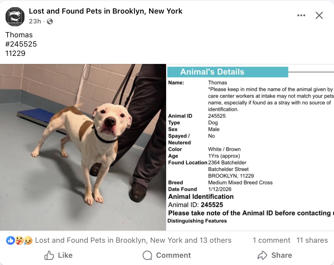 BeeDoDoobieDo's tweet image. 💥🆘Go. Get. Your. Dog.  They may not get out alive!

☎️Call NYCACC at 212-788-4000 and ask for dog by animal i.d. in picture.  #245525

📌Posted by #TeamAnimalVoice