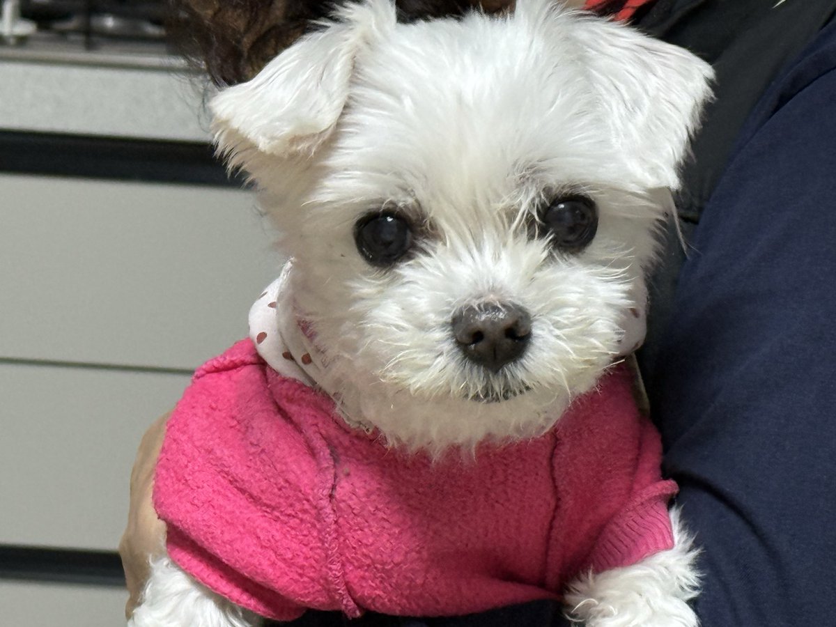 nasaram2017's tweet image. 말이의 최근 사진입니다. 사진으로 인사 올립니다. “새해 복 많이 받으세요”