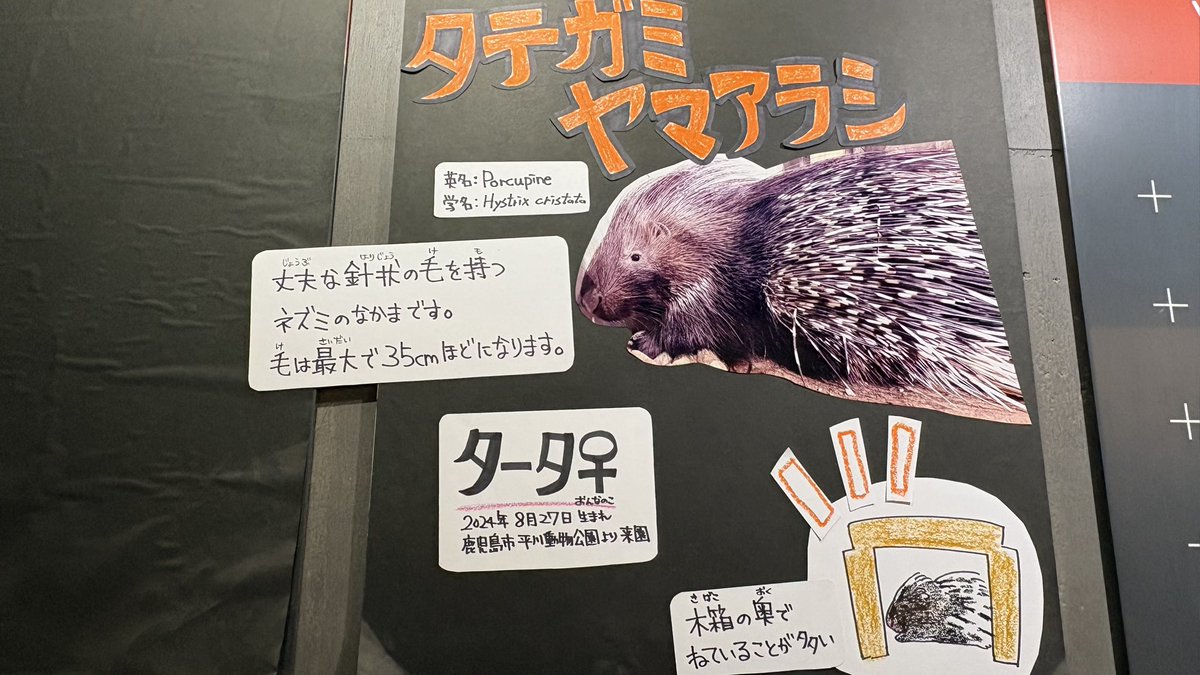 Lerab1e_zoo's tweet photo. タータちゃんの搭乗券とか可愛かった🥰 https://t.co/HJeuLKIa3Y