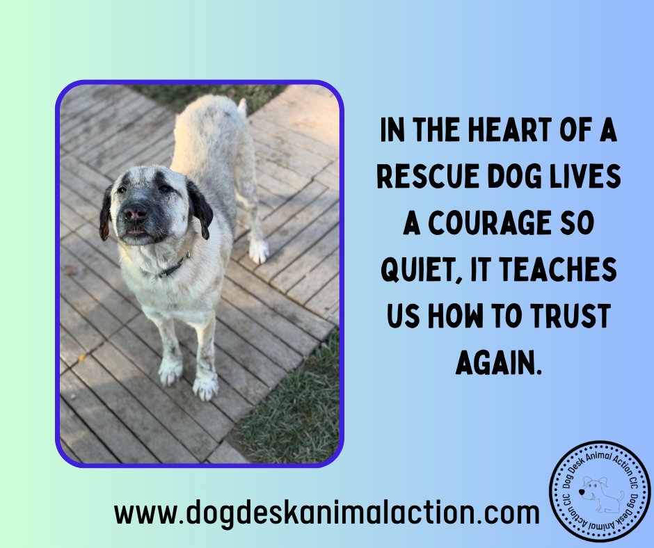 I've met thousands of dogs who have suffered terrible abuses &amp; they all humble me. 

If only I could be half as forgiving. They really are the best of us 
#RescueDogsRock #WarmHearts #AdoptDontShop #UnconditionalLove