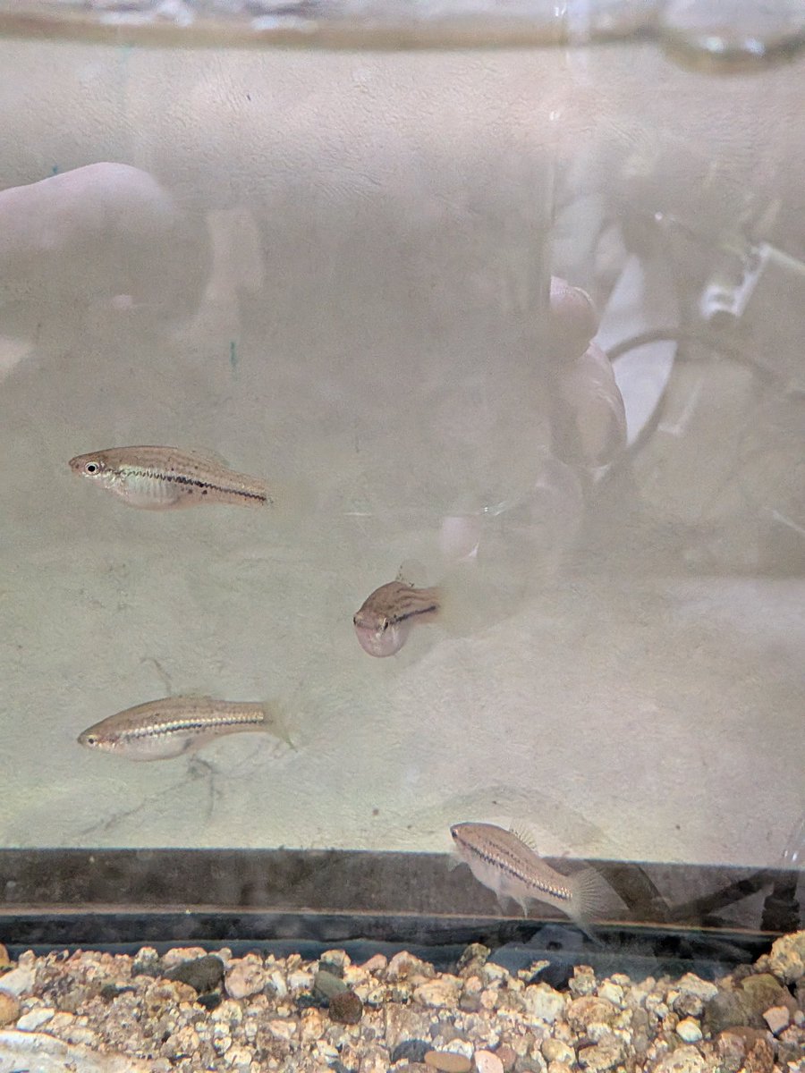 leypozy's tweet photo. Xiphophorus montezumae
4匹購入全てメス
ホンマに性転換するんかなぁ(棒) https://t.co/BtqkHuXthf