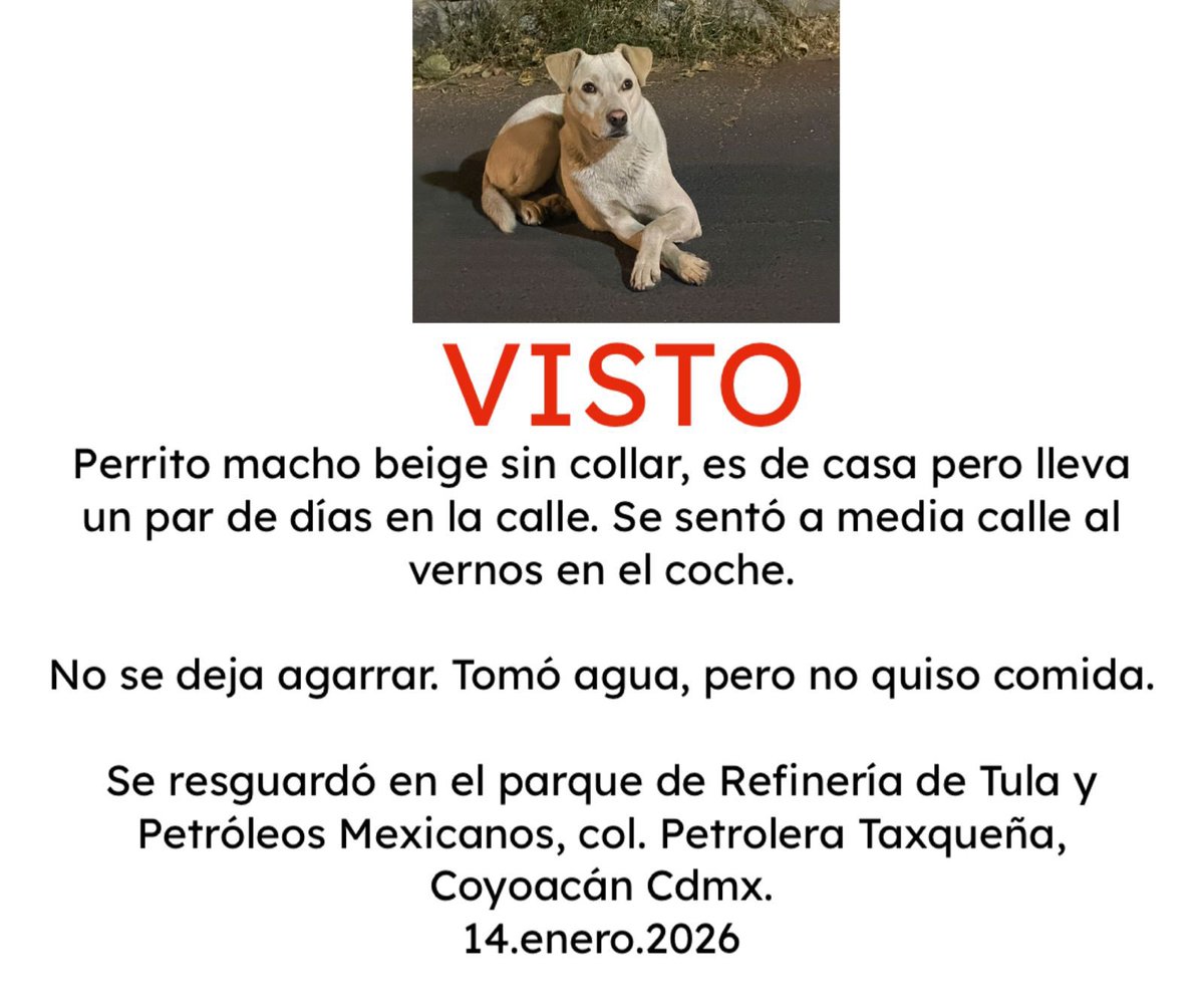MascotaCoyoacan's tweet image. 🔴VISTO🔴
Perrito macho beige sin collar, es de casa. Se sentó en la calle al ver gente en un coche. 
No se deja agarrar. Tomó agua pero no quiso comida. 
Se resguardó en el parque de Refinería de Tula y Petróleos Mexicanos, col. Petrolera Taxqueña, Coyoacán Cdmx. 
14.enero.2026