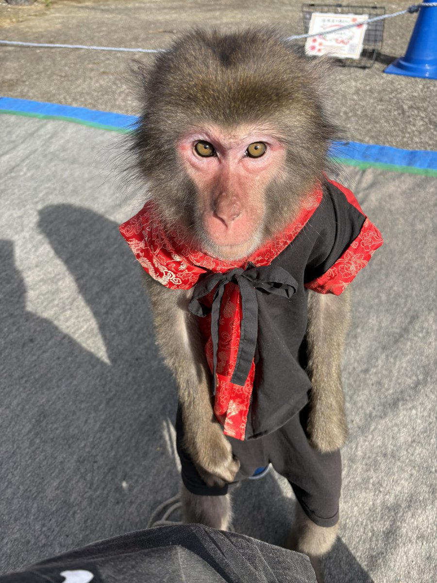 差し入れいただきました💫

ありがとうございます🐵！
羊羹なんですが、食べてる姿は激しすぎてカメラに収められませんでした！