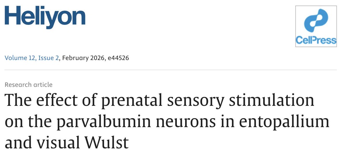 Giorgio Vallortigara tweet media