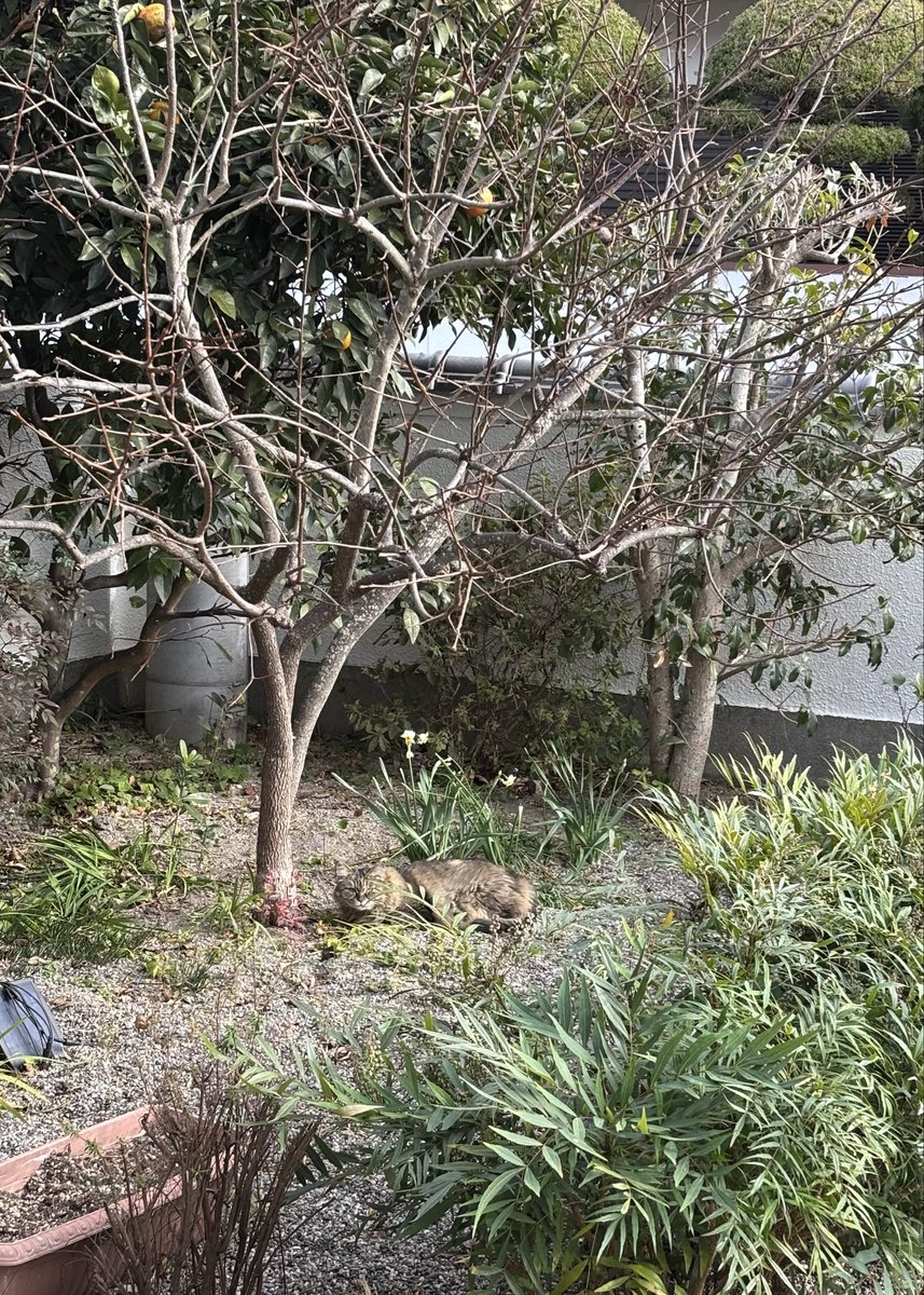 EntwoStudio's tweet image. ナツ〜！部長〜！どこ〜！？

あ、あんなところで昼寝しとる。
砂風呂か😹