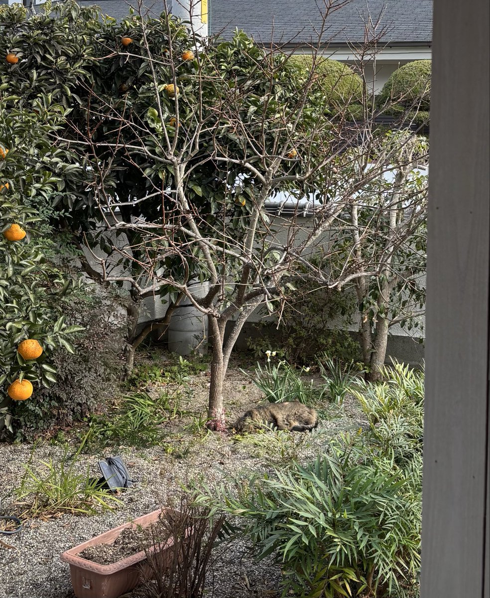 EntwoStudio's tweet image. ナツ〜！部長〜！どこ〜！？

あ、あんなところで昼寝しとる。
砂風呂か😹