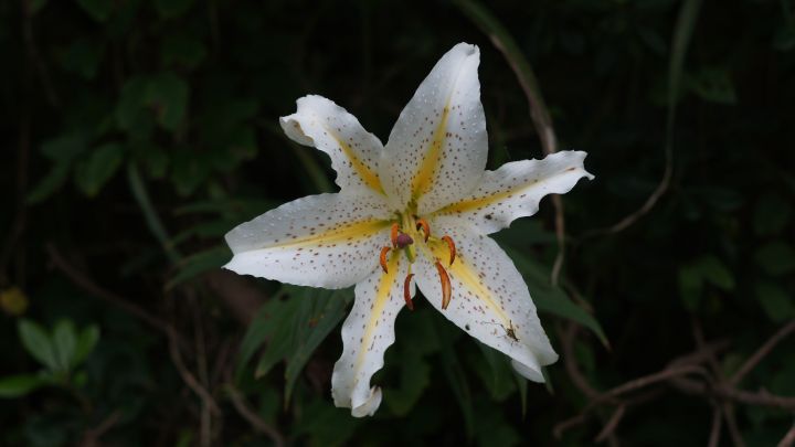 Hawk3330's tweet image. Art of the Day! "Lilium auratum". Buy at: ArtPal.com/HawkOren?i=301…