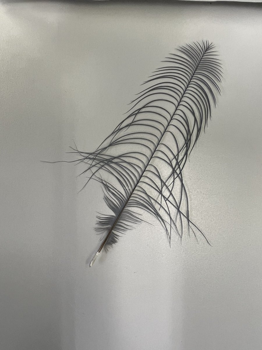 カンムリバトの特徴的な冠羽👑 1本1本は2枚目の写真の形をしています