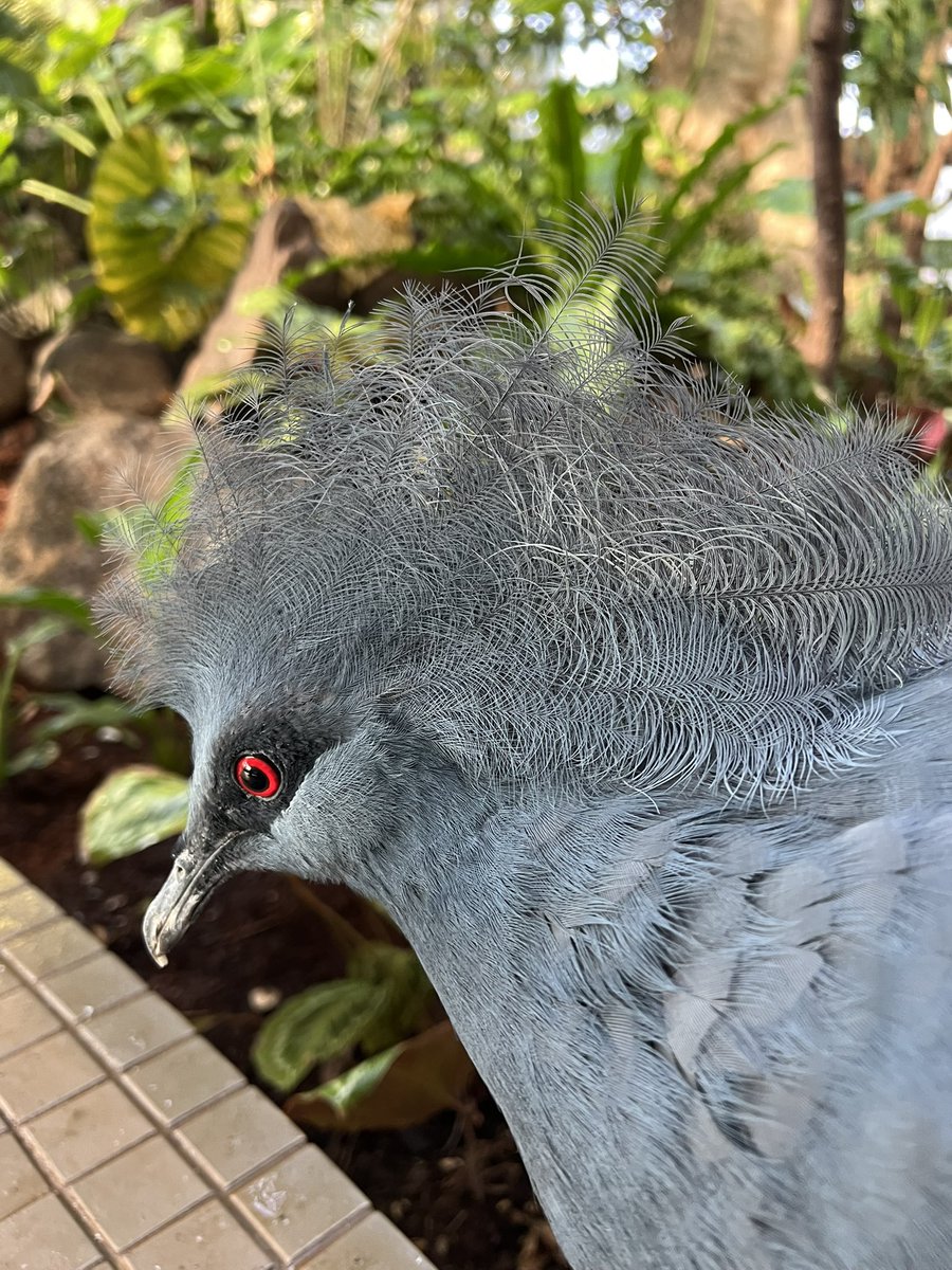 カンムリバトの特徴的な冠羽👑 1本1本は2枚目の写真の形をしています