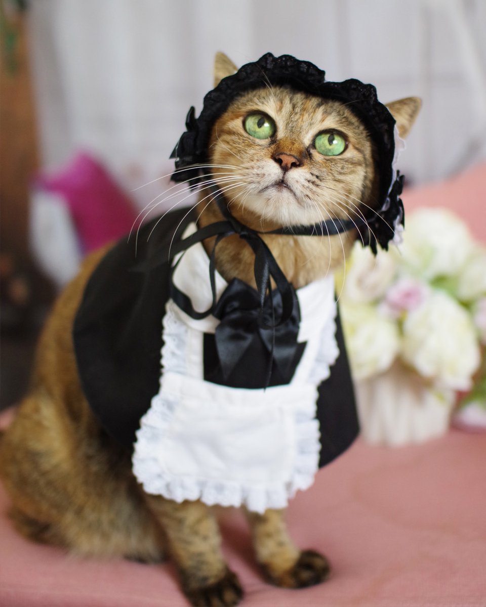 猫用品のゴロにゃん (@56nyan_com) / Posts / X