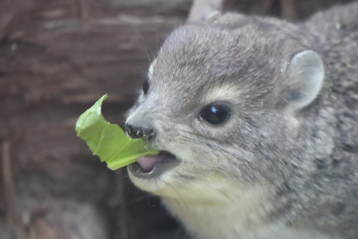 IilgM8M4OG56195's tweet image. キボシイワハイラックスの赤ちゃん(10/2生まれ)のﾓｸﾞﾓｸﾞTime🌱🥰

#埼玉県こども動物自然公園
#キボシイワハイラックス