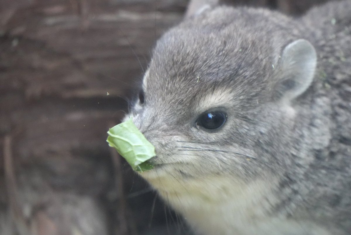 IilgM8M4OG56195's tweet image. キボシイワハイラックスの赤ちゃん(10/2生まれ)のﾓｸﾞﾓｸﾞTime🌱🥰

#埼玉県こども動物自然公園
#キボシイワハイラックス