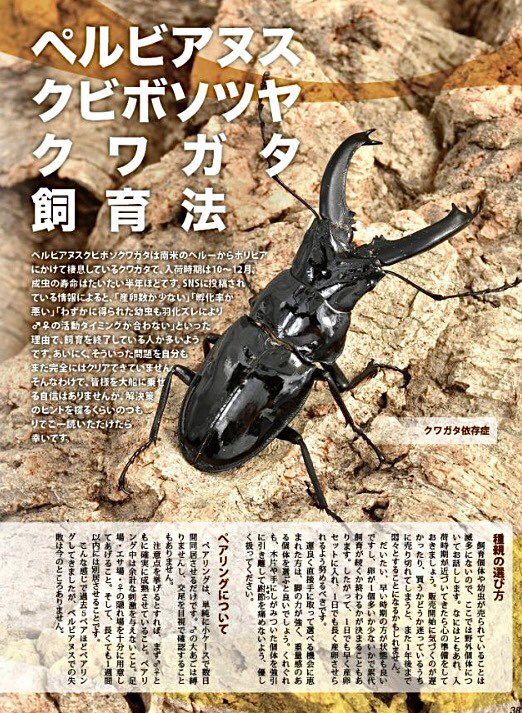 SMNuynCjqYeqkjC's tweet photo. 【ビークワ新刊のお知らせ】
次号BE-KUWA 98号は
「南米のクワガタ特集」です

難攻不落種が多い
このエリアのクワガタ達

そんな中、飯島社長による
フェイスタメルの現地生態情報

ベルピアヌスやホソアカ達の飼育情報も掲載！

Xでは有名な
朽木バエ氏の採集記事など

今回も魅力一杯の一冊です！ https://t.co/CVbIlpbHY1