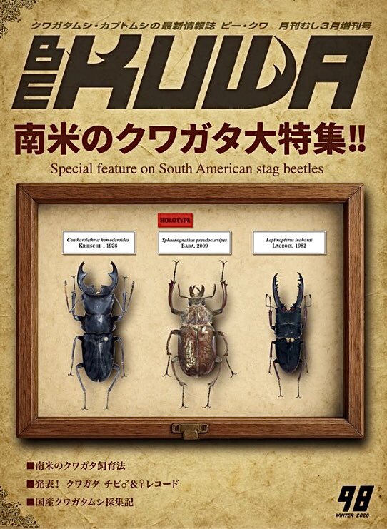 SMNuynCjqYeqkjC's tweet photo. 【ビークワ新刊のお知らせ】
次号BE-KUWA 98号は
「南米のクワガタ特集」です

難攻不落種が多い
このエリアのクワガタ達

そんな中、飯島社長による
フェイスタメルの現地生態情報

ベルピアヌスやホソアカ達の飼育情報も掲載！

Xでは有名な
朽木バエ氏の採集記事など

今回も魅力一杯の一冊です！ https://t.co/CVbIlpbHY1
