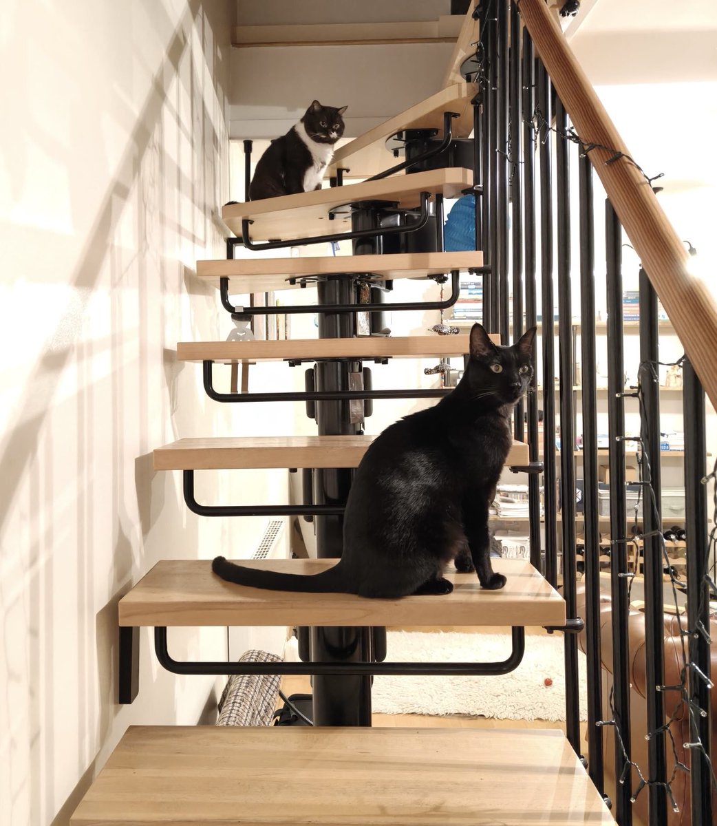 Rolf report 15 Jan: Two cats on the stairs… I reckon this is about safe distance from what’s her name… Rolf x