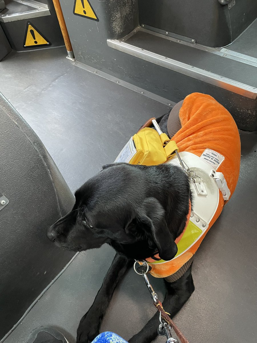 温かい目で見守ってください。ハーネスをつけた盲導犬に対して触らないでください。触りたい気持ちは、わかりますが、方向を見失ったりするので。よろしくお願いします。