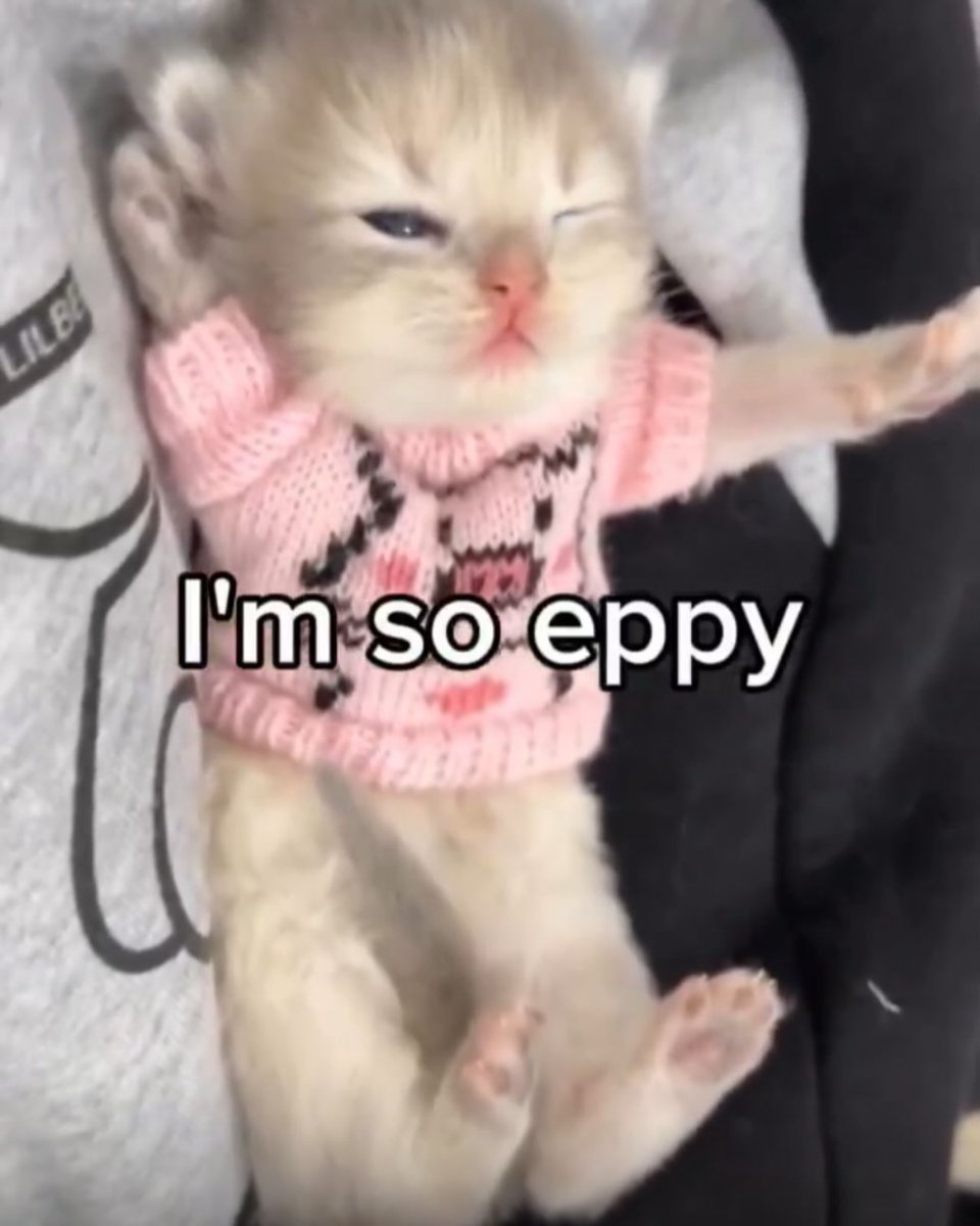 Catsillyness's tweet image. 