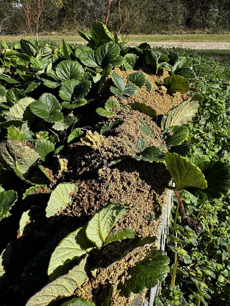 alabamaED's tweet image. A Fire ant mound in a strawberry bed. The pest is still active during warm spells, as they seek warmth in soil &amp;amp; leaf piles, becoming less active but not truly hibernating. Treating for them in winter is less effective than in warmer months with prevention still key #Ants
#ACES