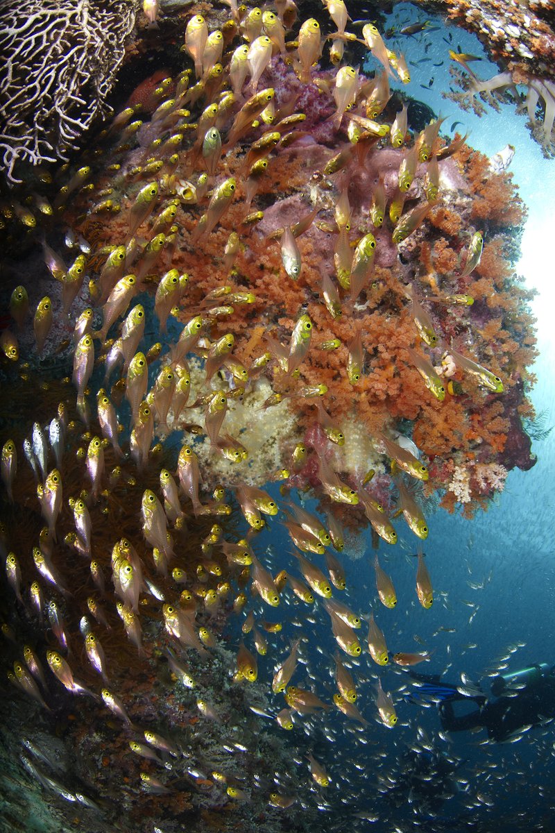 Welcome to 2026.. with up to 30% off in Raja, 50% off in the Maldives, 25% off in Komodo, and much more...  mailchi.mp/4524fa43540f/p…