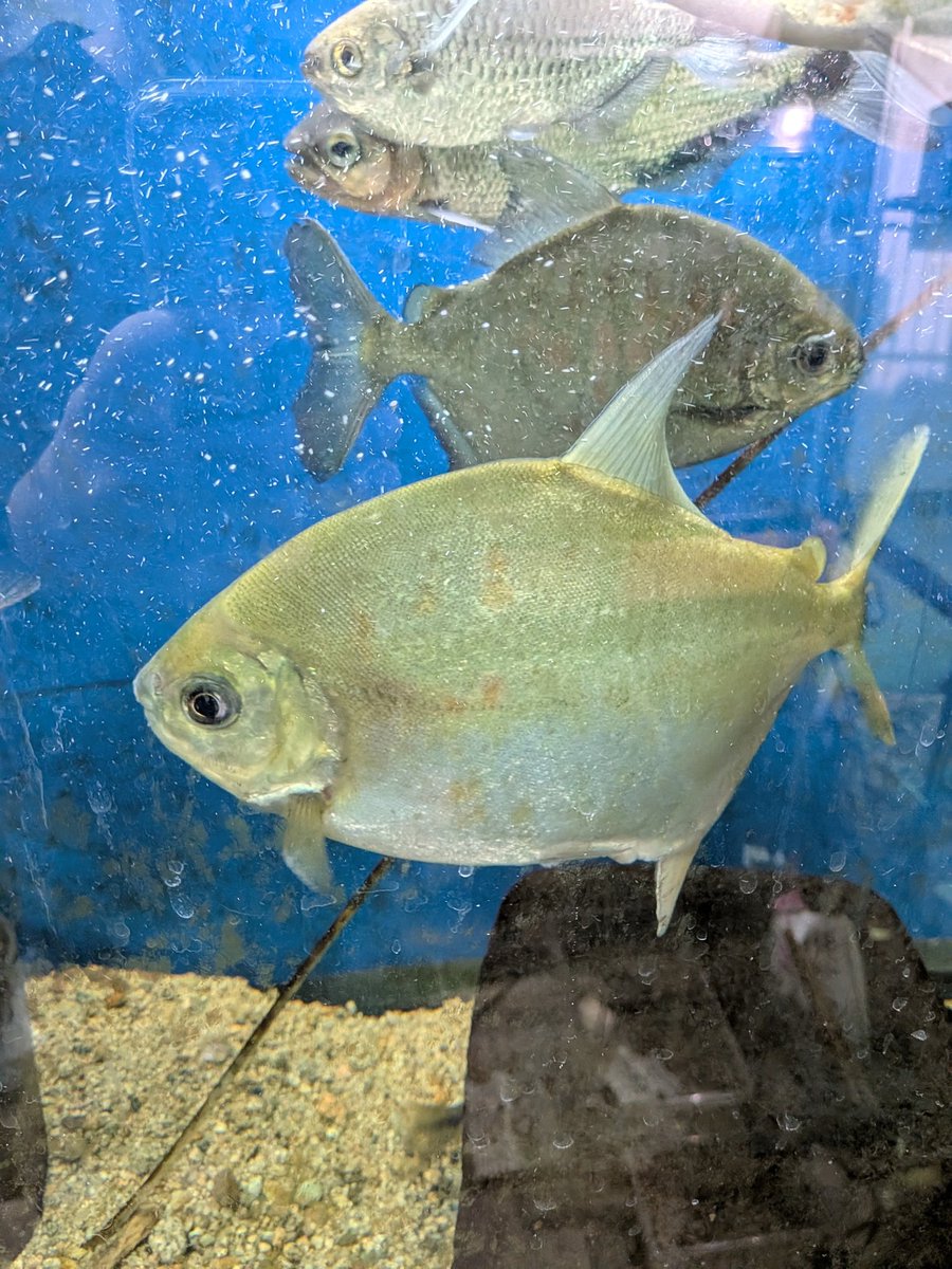 leypozy's tweet photo. イエローゼブラパクー パパガイオ
5センチから3年半で40センチ弱
いずれオスも泳がせたい https://t.co/k6PaV3nWBL