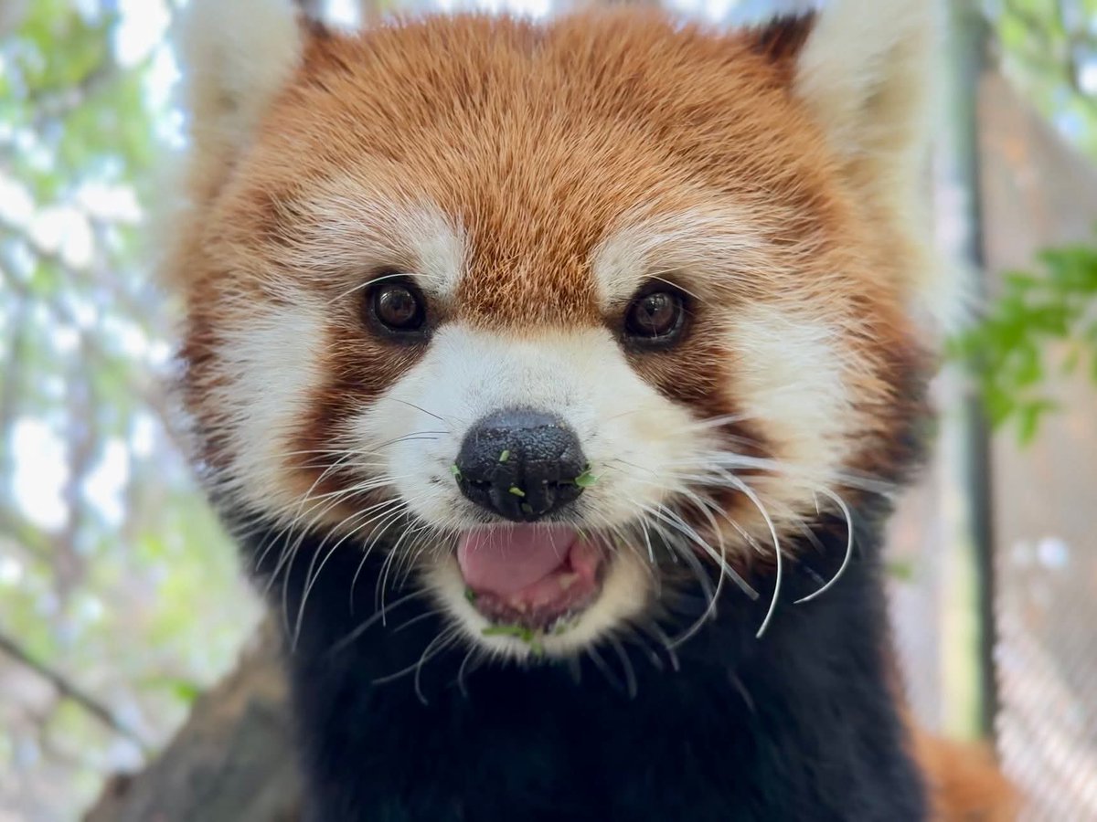 KhaokheowZoo's tweet image. น้องฮานะ-ฮาชิ แพนด้าแดง หน้าตาน่ารักๆ ที่สวนสัตว์เปิดเขาเขียว ชลบุรี

#แพนด้าแดง #redpanda
#ฮาชิ #ฮานะ
#ส่วนแสดงมหัศจรรย์สัตว์โลก
#สวนสัตว์เปิดเขาเขียว #ชลบุรี