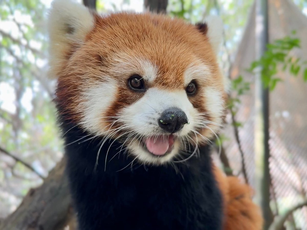 KhaokheowZoo's tweet image. น้องฮานะ-ฮาชิ แพนด้าแดง หน้าตาน่ารักๆ ที่สวนสัตว์เปิดเขาเขียว ชลบุรี

#แพนด้าแดง #redpanda
#ฮาชิ #ฮานะ
#ส่วนแสดงมหัศจรรย์สัตว์โลก
#สวนสัตว์เปิดเขาเขียว #ชลบุรี