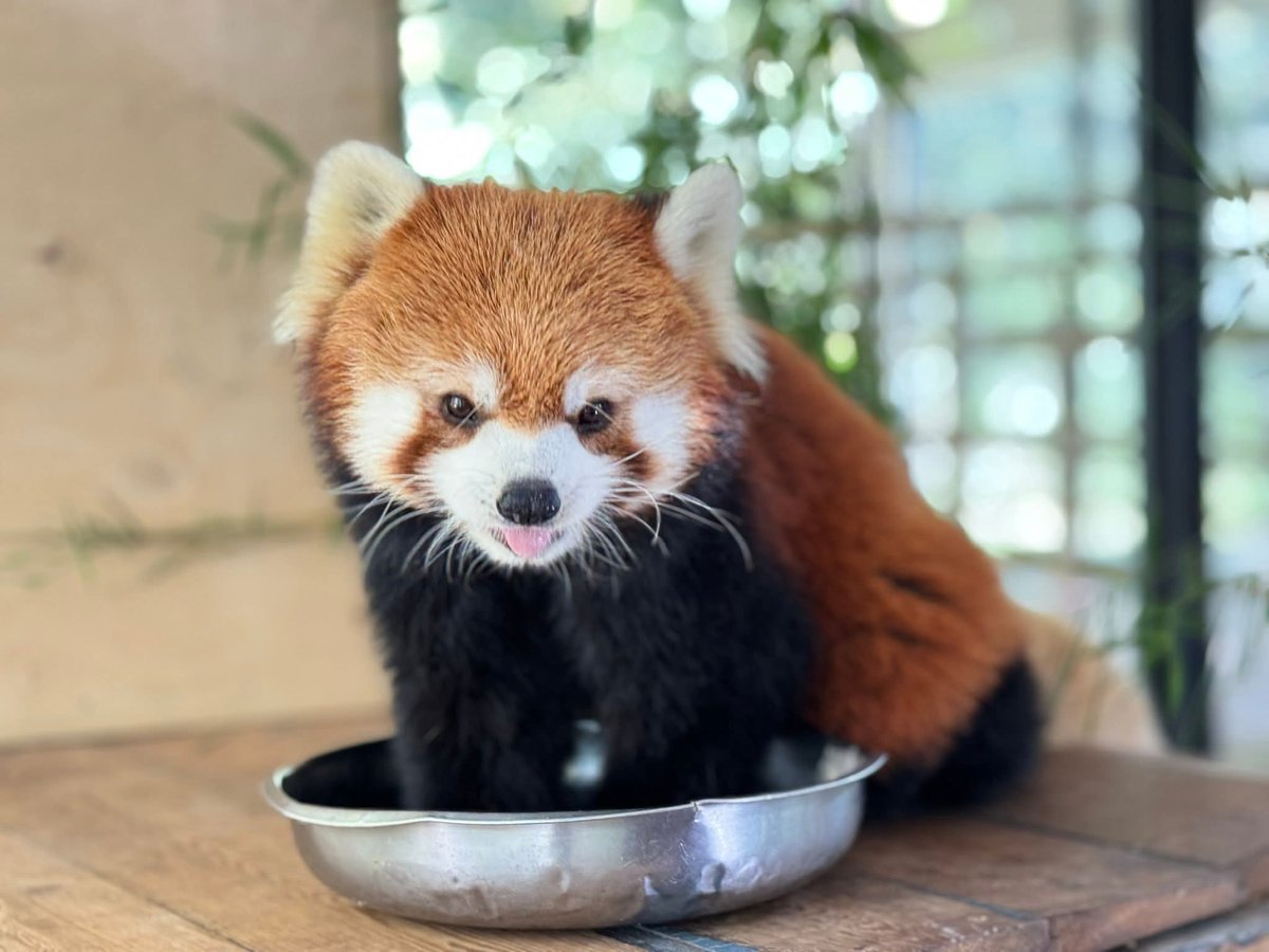 KhaokheowZoo's tweet image. น้องฮานะ-ฮาชิ แพนด้าแดง หน้าตาน่ารักๆ ที่สวนสัตว์เปิดเขาเขียว ชลบุรี

#แพนด้าแดง #redpanda
#ฮาชิ #ฮานะ
#ส่วนแสดงมหัศจรรย์สัตว์โลก
#สวนสัตว์เปิดเขาเขียว #ชลบุรี